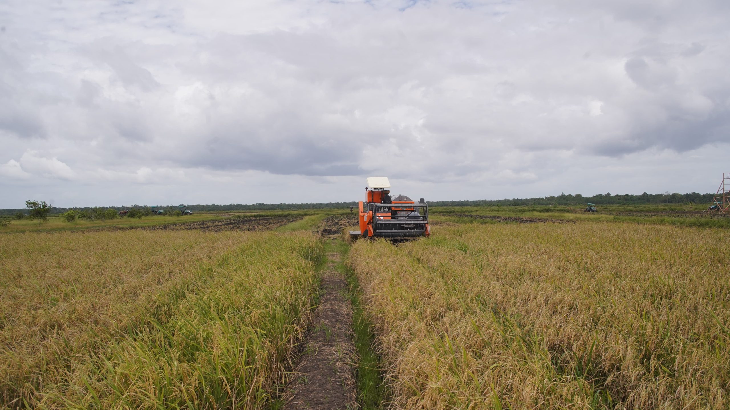 BPS: Periode Januari-Maret 2025, Produksi Beras Meningkat Tajam 52,32%