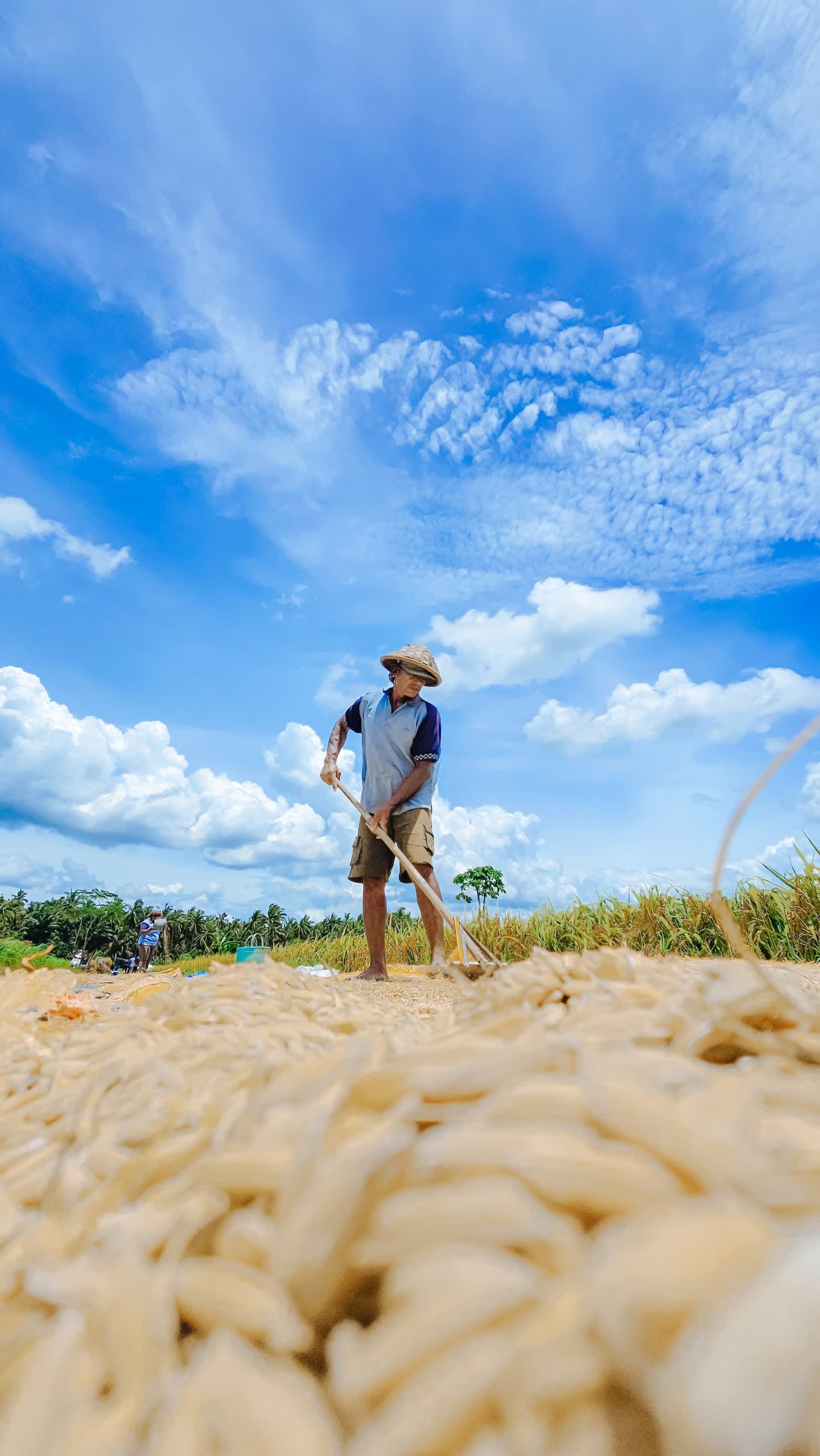 Kebijakan HPP Presiden Prabowo, Petani Panen Keuntungan