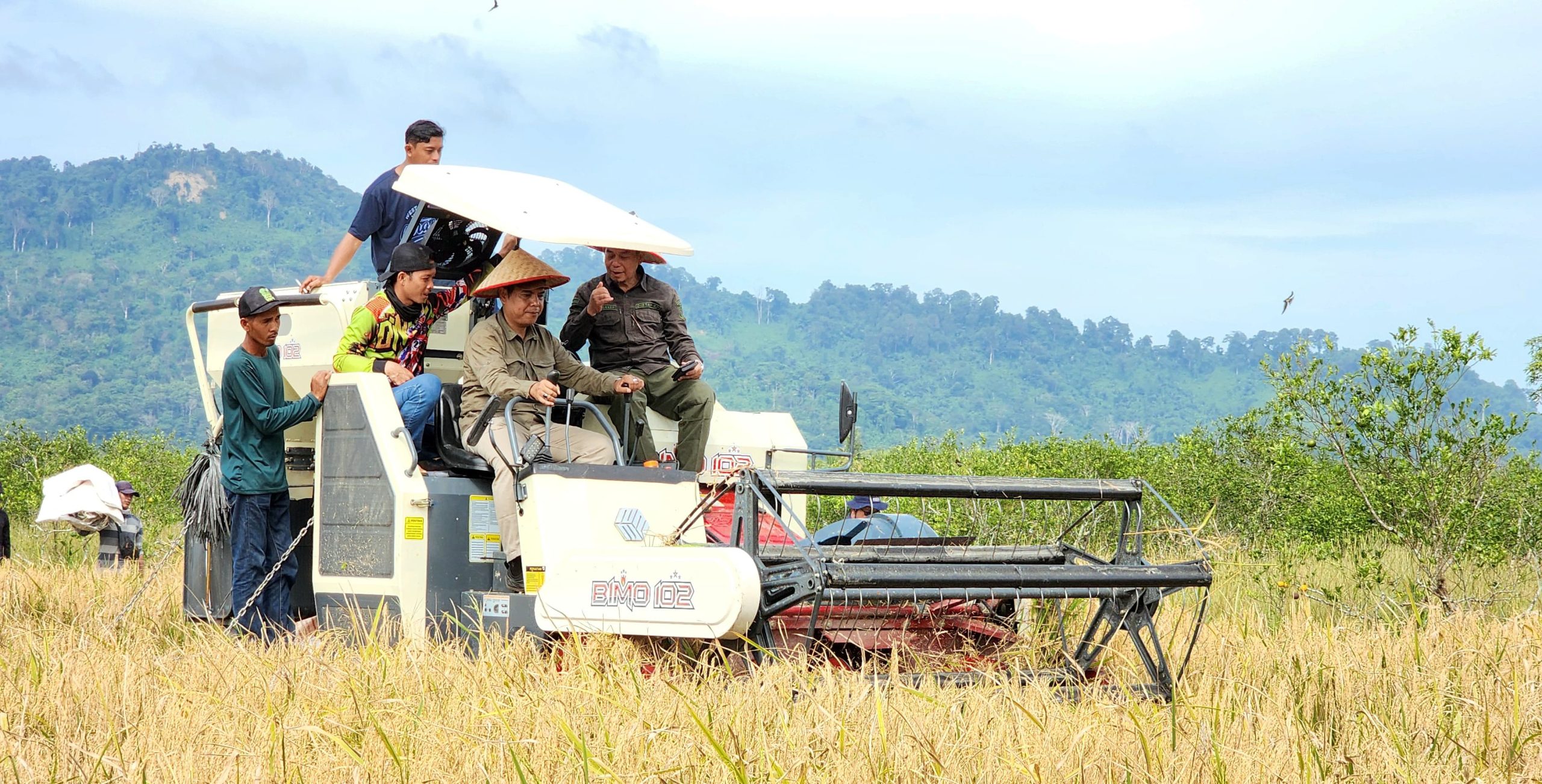 Petani Sambas Panen Perdana Padi di Lahan Kelapa dan Jeruk
