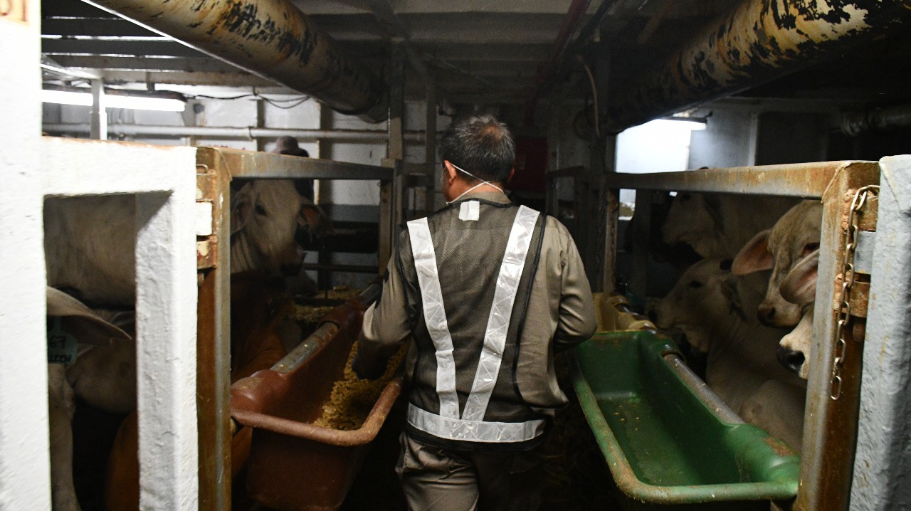 Indukan Sapi Pedaging Impor Masuk Perdana, Bukti Komitmen Investasi Peternakan