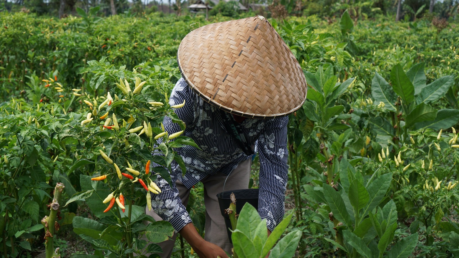 Kementan Pastikan Pasokan Cabai di NTB Kembali Normal