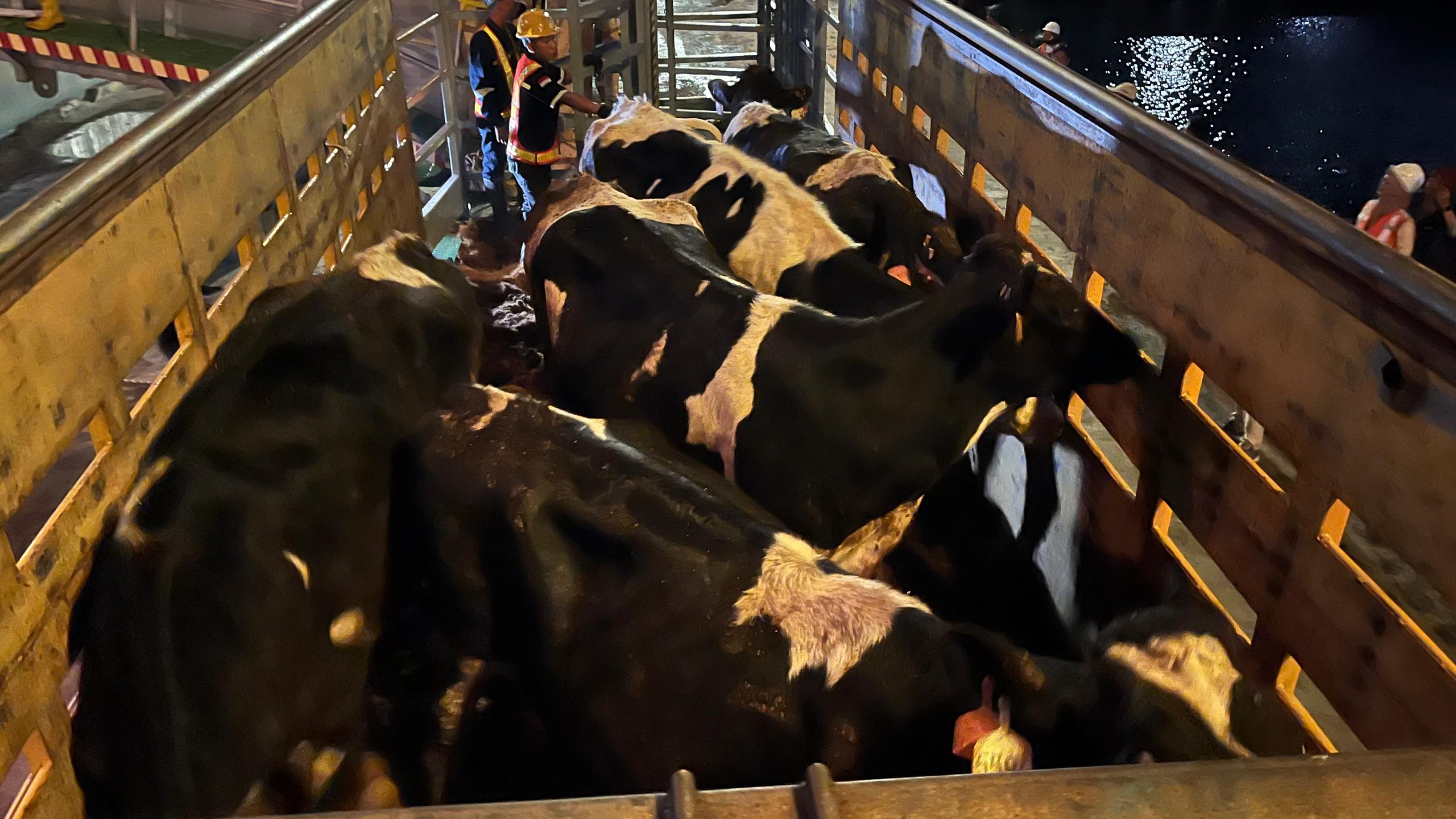 1.250 Bibit Sapi Perah dari Australia Tiba, Perkuat Populasi Sapi Perah Nasional