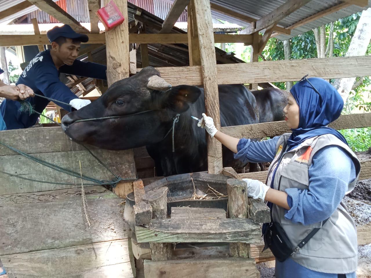 Pastikan Pengendalian PMK Optimal saat Lebaran, Petugas Keswan Siaga 24/7