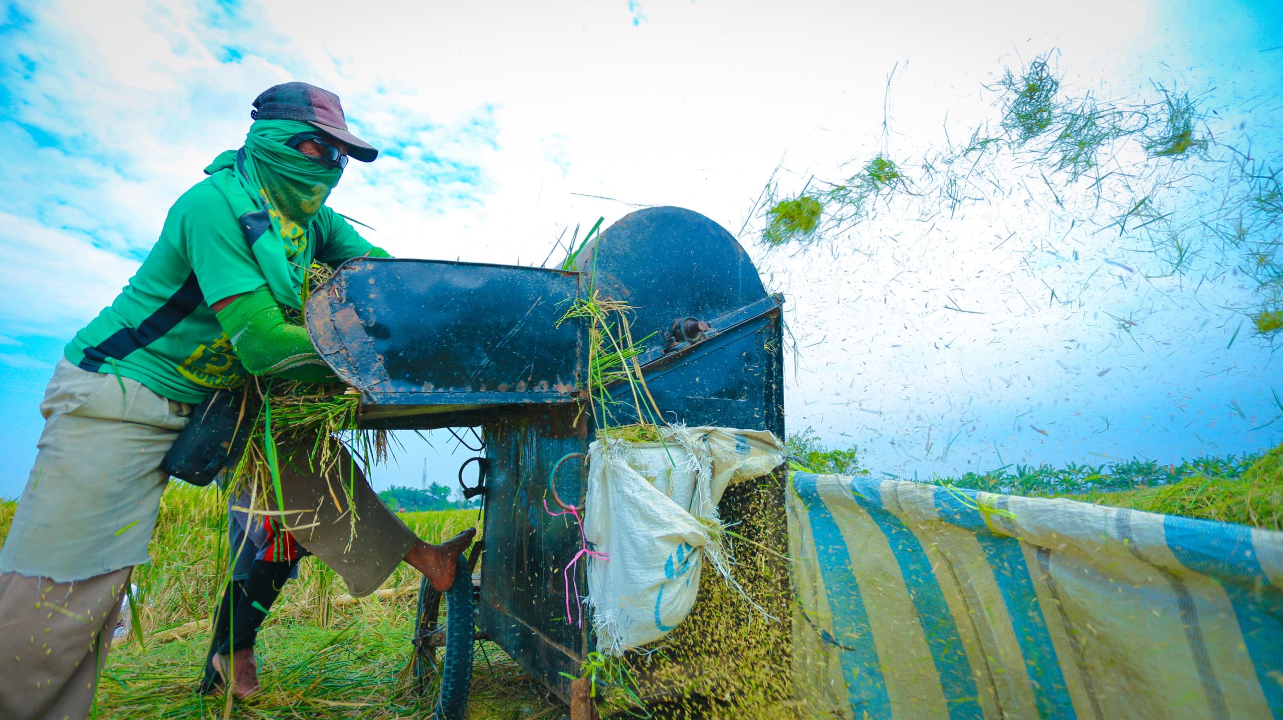 Petani Rayakan Panen dengan Syukur: Produksi Meningkat, Dukungan Pemerintah Nyata