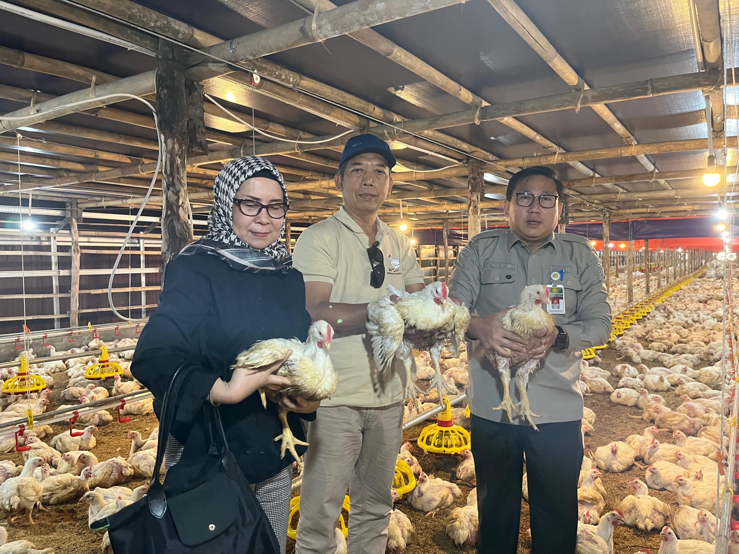 Upaya Stabilkan Harga Ayam Hidup, Kementan Pantau Serapan Ayam Besar oleh Perusahaan Integrator dan Pabrik Pakan