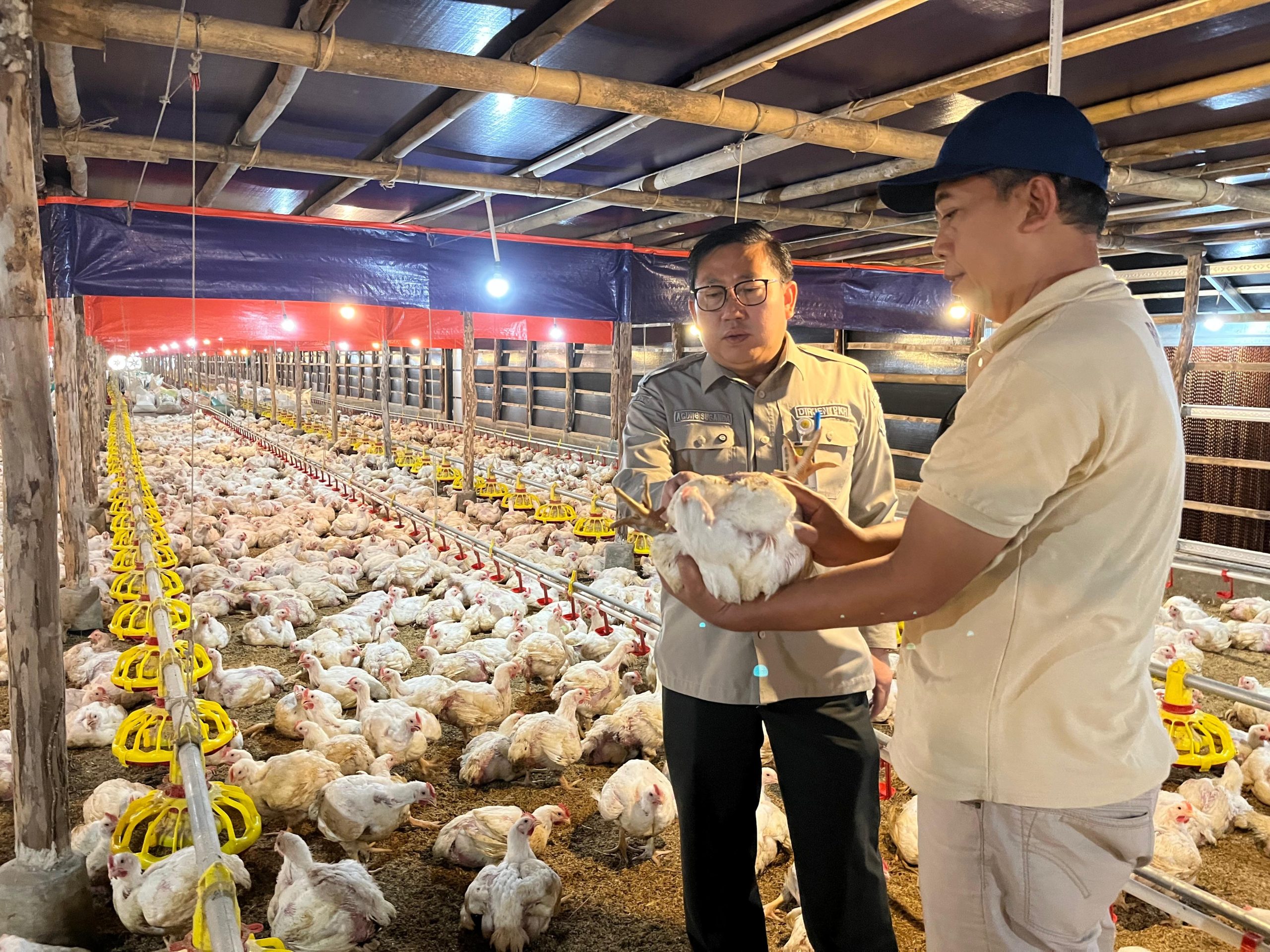 Kementan Perkuat Pengawasan dan Distribusi, Harga Ayam Hidup Mulai Naik