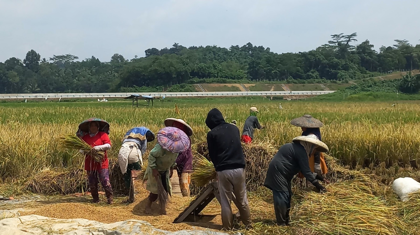 Tercapai Serapan 4 Juta Ton Beras, Pemerintah Gaspol Lanjutkan!