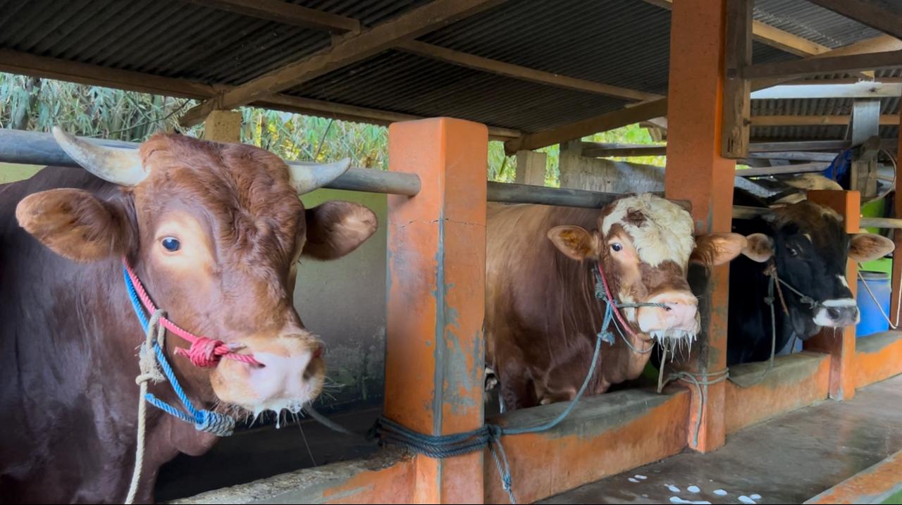 Jelang Iduladha, Ini Langkah Kementan Amankan Kesehatan Hewan Kurban