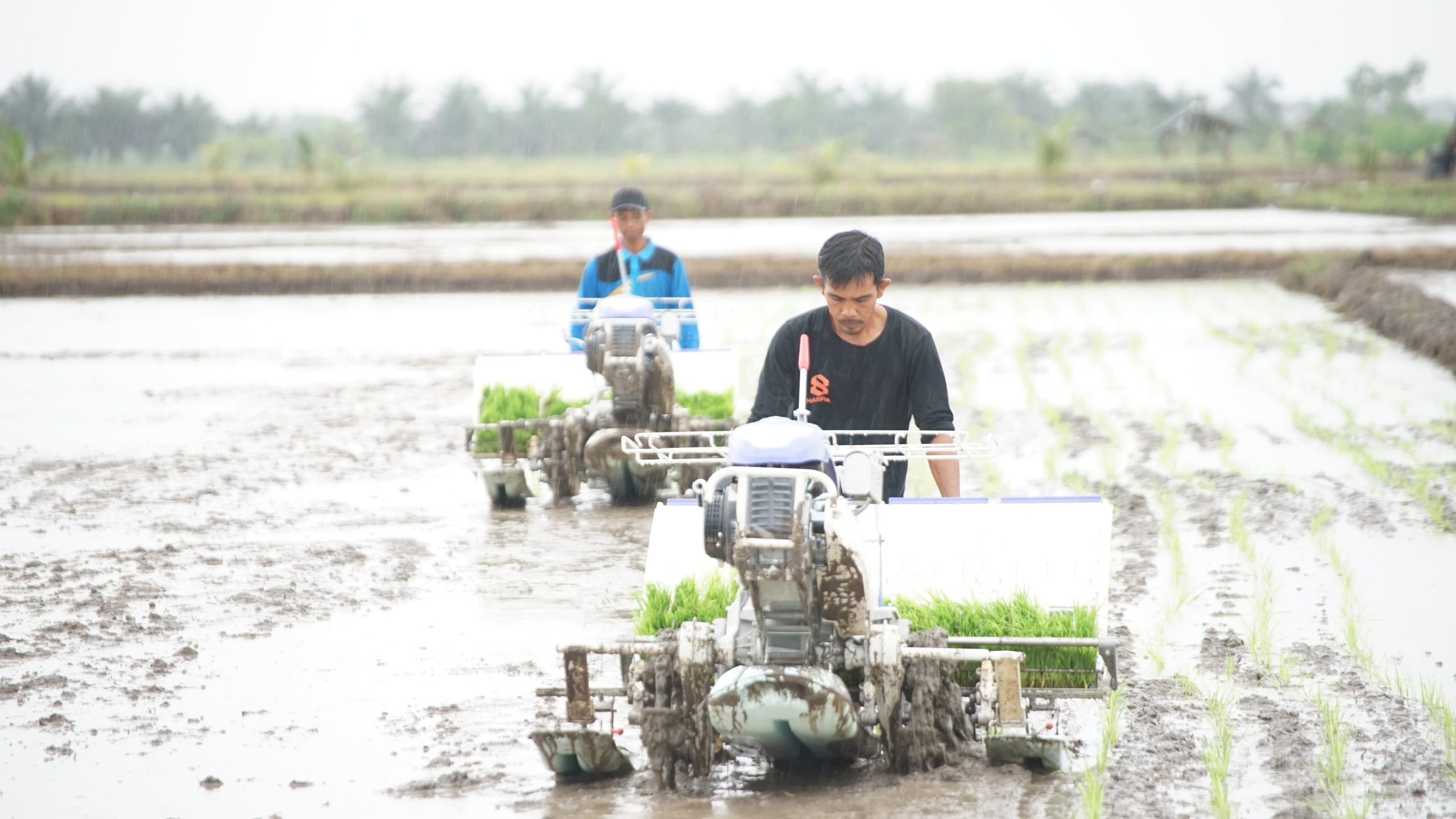 Swasembada Pangan Tercapai, Penerimaan Bea Masuk Sektor Pangan Anjlok