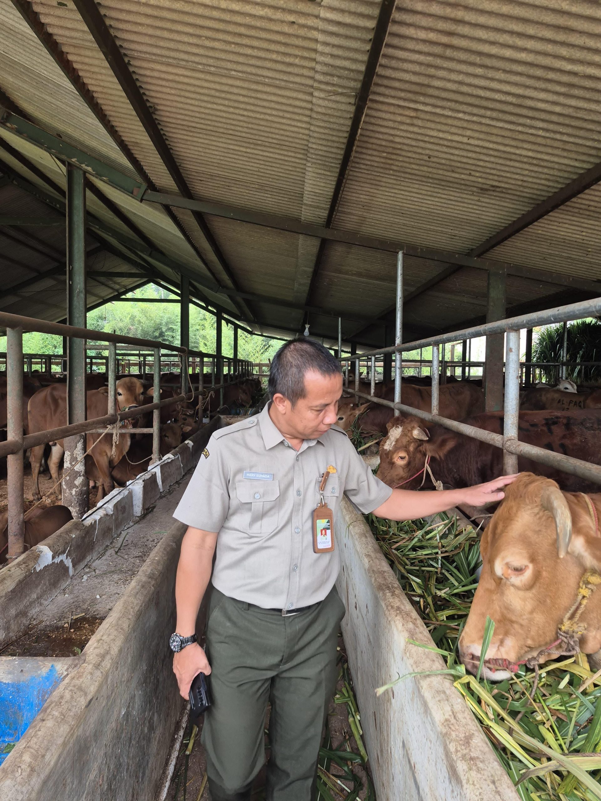 Kementan Awasi Distribusi dan Penyembelihan Sapi Kurban dari Presiden