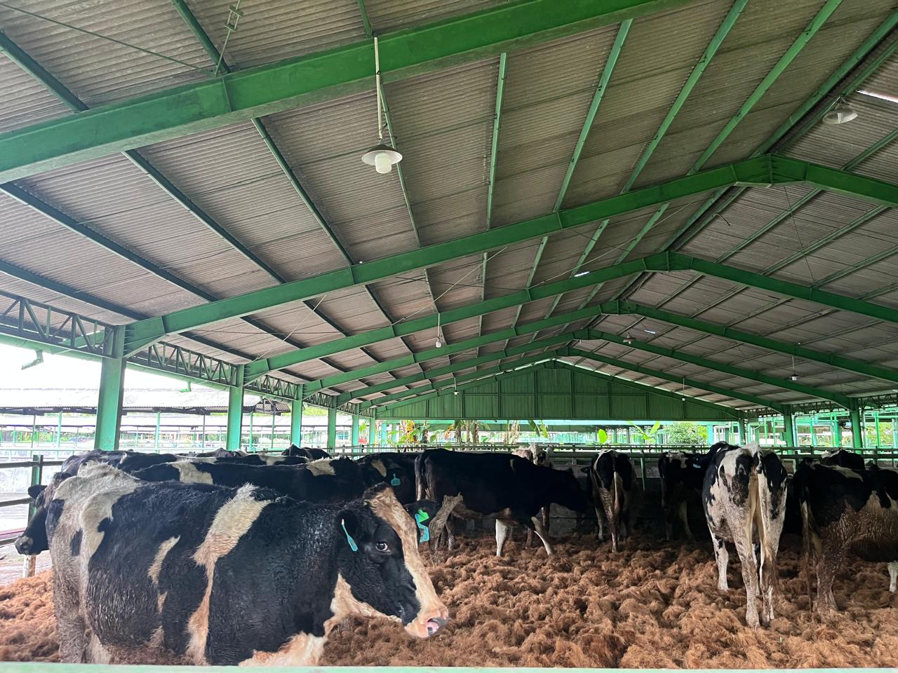 Kementan Pastikan Impor Indukan Sapi Tak Bebani APBN, Justru Dongkrak Investasi