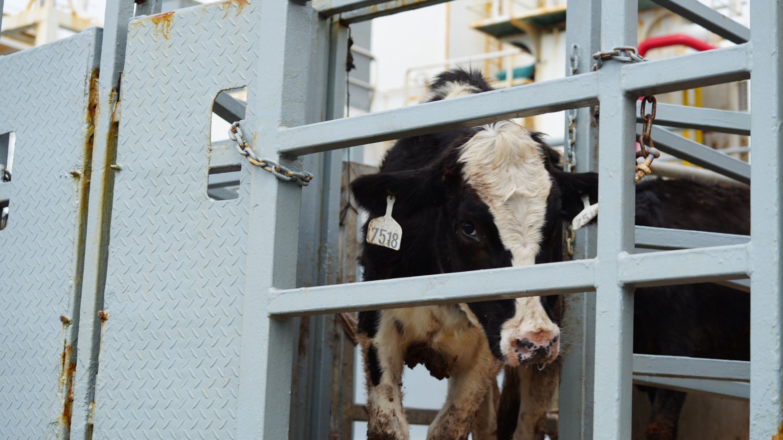 Lebih Dari 1.500 Sapi Perah Impor Datang Lagi, Kementan Terus Dorong Produksi Susu Nasional