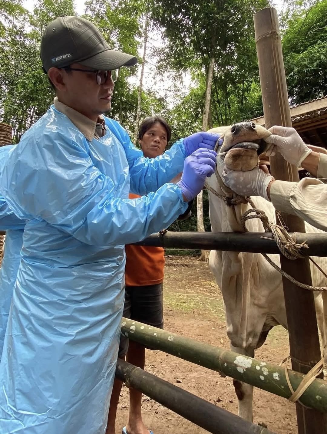 Satu Dosis Vaksin Tak Cukup!, Kementan Gaungkan Vaksinasi Booster PMK