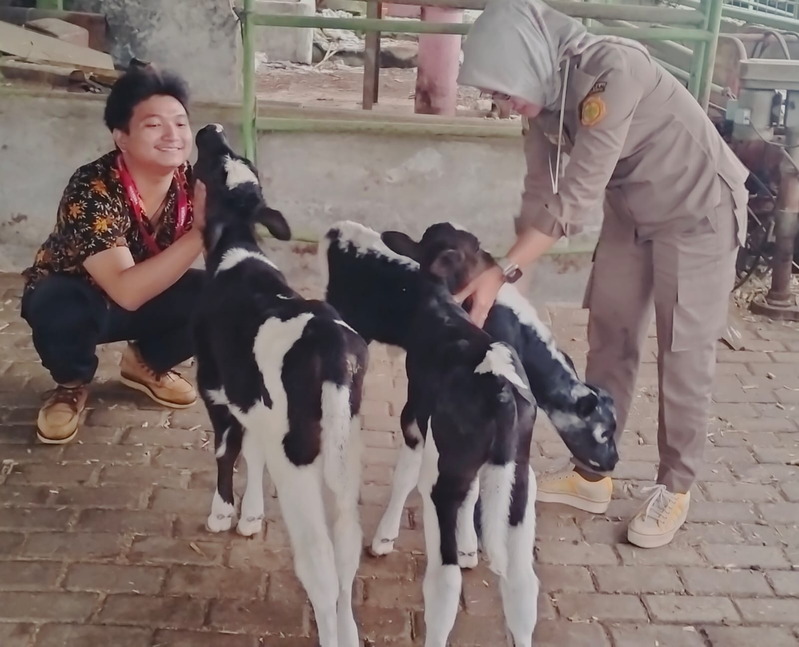 Kemitraan Peternak dan Swasta Sukses Hasilkan 114 Ekor Sapi Perah Bunting, Empat Pedet Sehat Telah Lahir