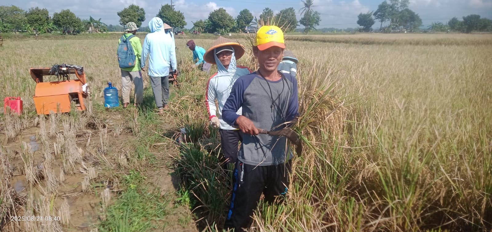 Musim Panen Gadu Menggeliat, Daerah Sentra Nikmati Harga Gabah Yang Baik