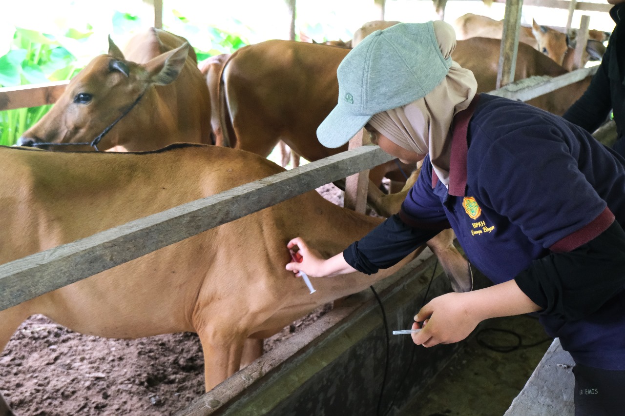 Jaga Ketahanan Pangan, Kementan dan FAO Serukan Aksi Kolektif Cegah PMK