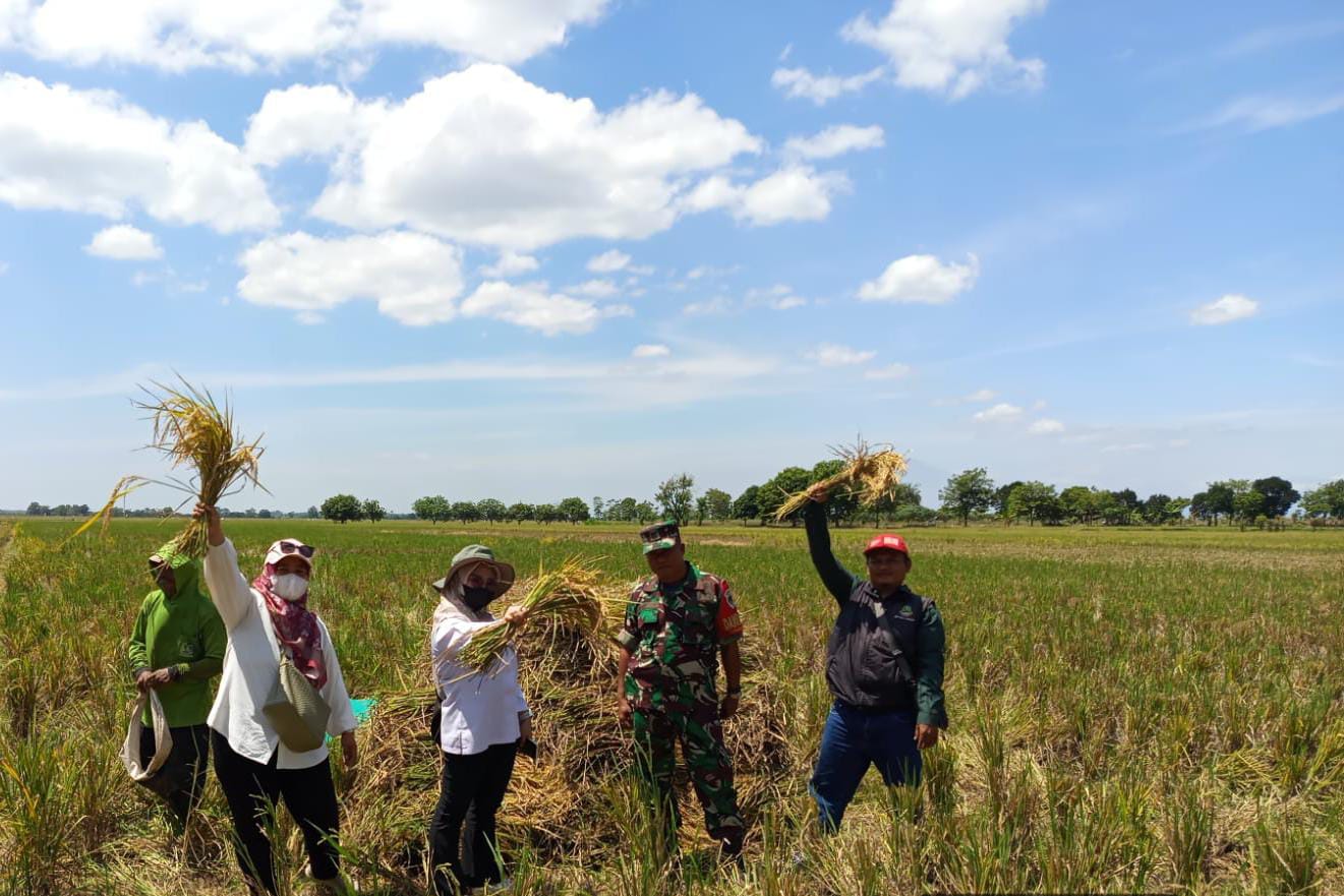 Pasokan Beras Kian Aman, Panen Gadu 2025 Diprediksi Naik 11 Persen