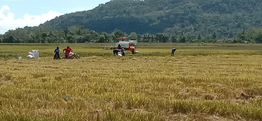 Tren Positif Terus Berlanjut, BPS : Januari – Oktober Diperkirakan Indonesia Catat 31,04 Juta Ton Beras