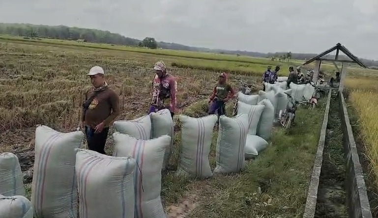 NTP Agustus 2025 Tembus 123,57, Sinyal Positif Bagi Petani Indonesia