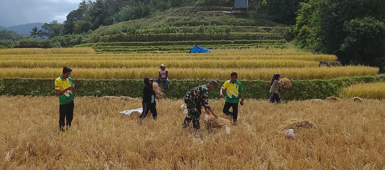 BPS: Produksi Beras Hingga Oktober 2025 Surplus 3,7 Juta Ton