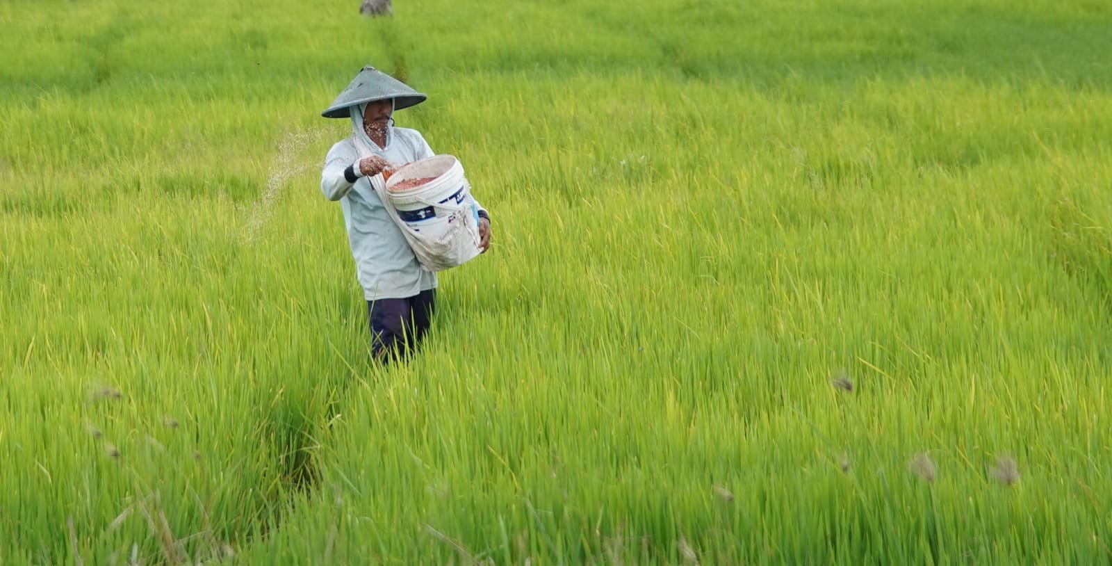 Pemerintah Pastikan Stok Pupuk Subsidi Aman, Petani Siap Hadapi Musim Tanam Okmar
