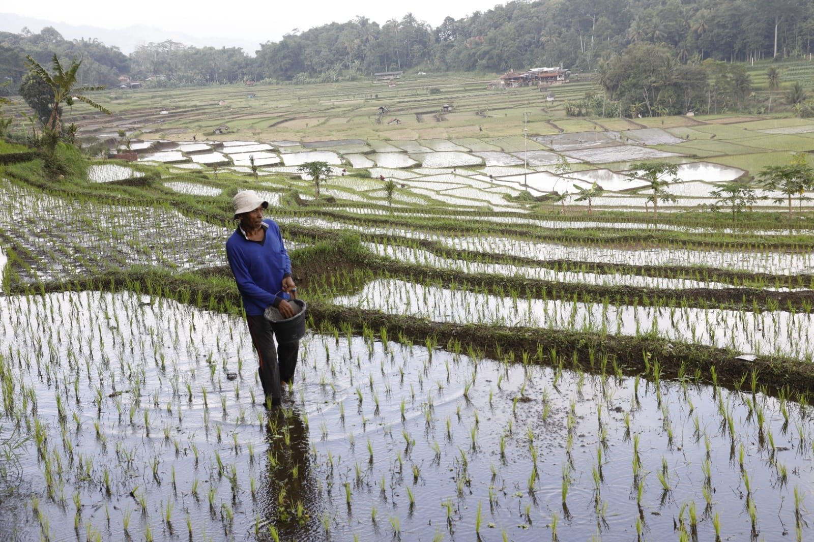 Produksi Beras Jan-Nov 2025 Diperkirakan 33,19 Juta Ton, Semakin Mendekati Prediksi FAO dan USDA