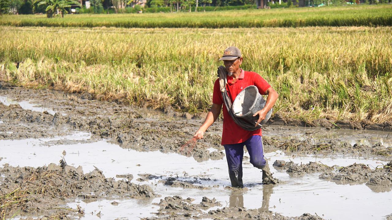 Satu Tahun Pemerintahan Prabowo, HKTI Apresiasi Penurunan Harga Pupuk Bersubsidi hingga 20 Persen