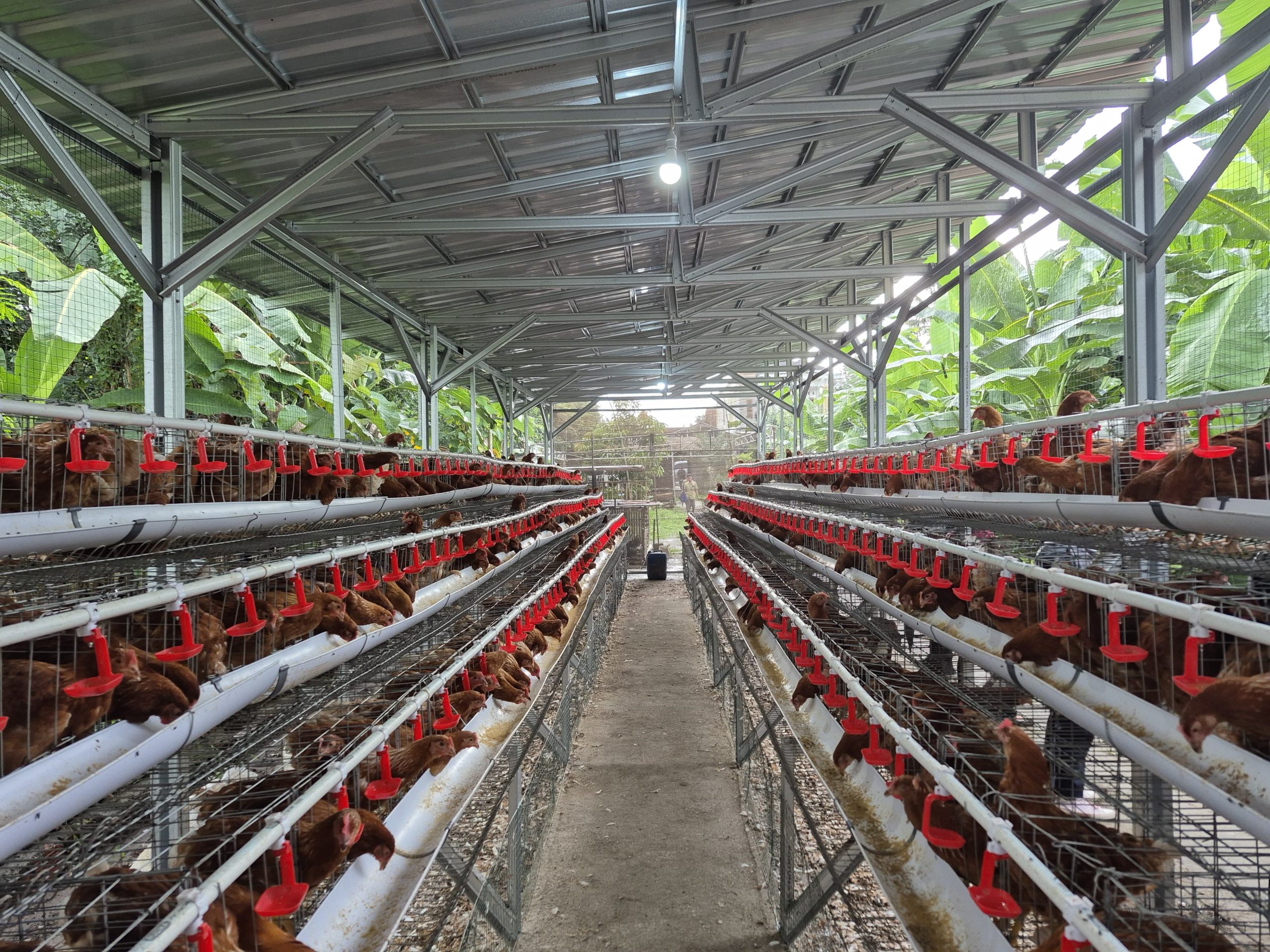 Stok Daging Ayam Aman Sampai Tahun Depan, Suplai untuk Program MBG Dipastikan Lancar