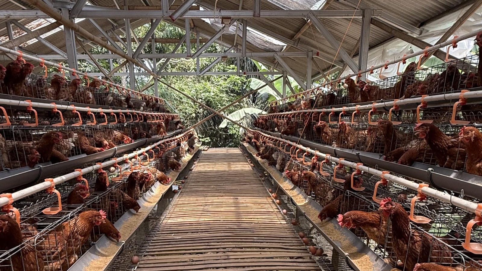Pemerintah Rencana Akan Bangun Pabrik Pakan dan Pembibitan Ayam, Mendukung Peternakan Rakyat