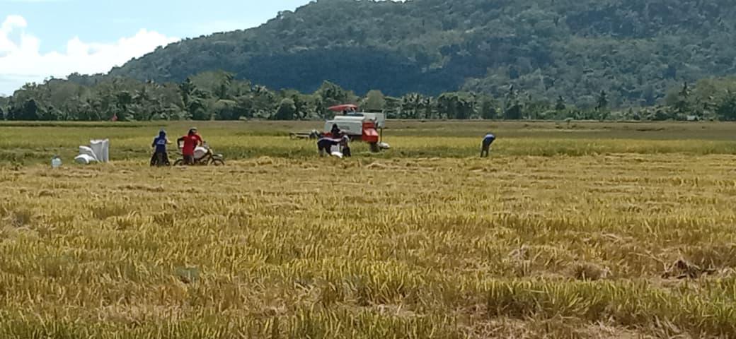 Produksi Beras 2025 Tembus 34,71 Juta Ton; Meningkat 13,36 Persen