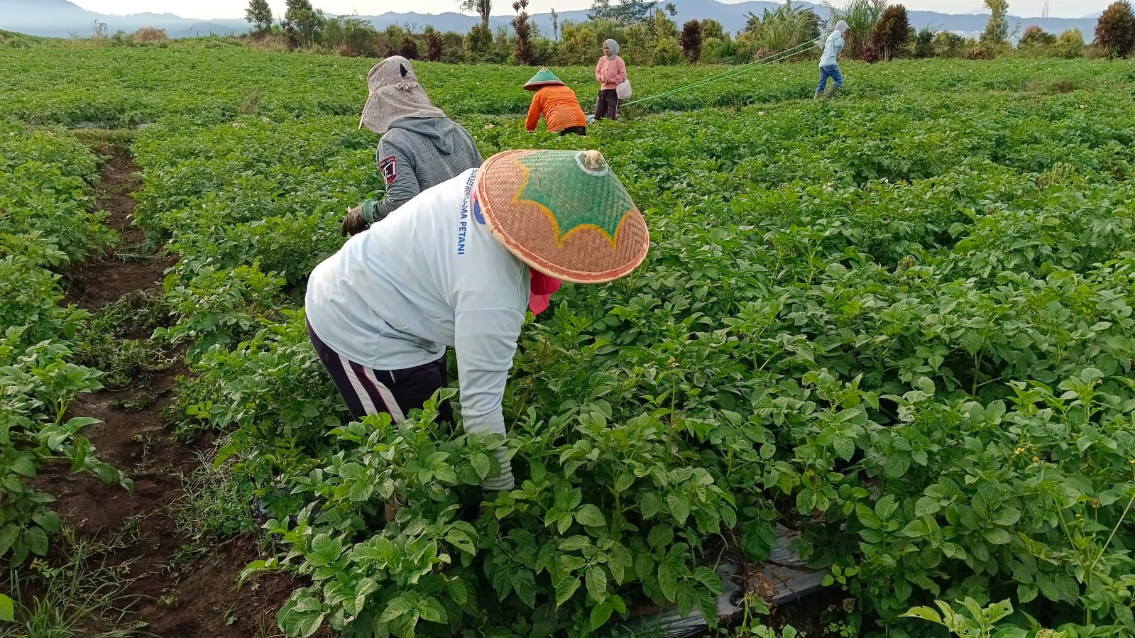 Produktivitas Kentang Kerinci Naik 8,76%, Kementan Dorong Perluasan Pasar dan Hilirisasi