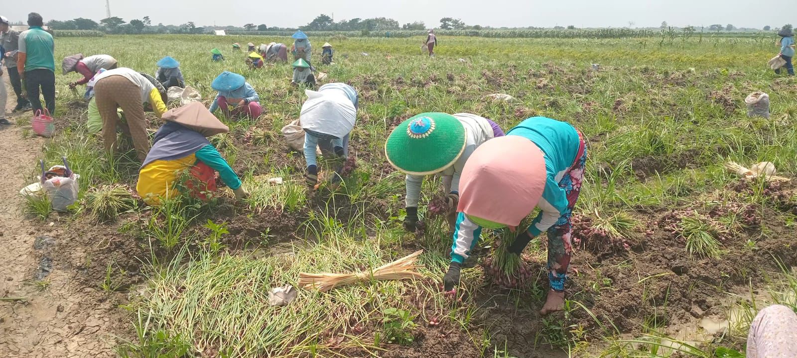 Panen Raya Bawang Merah di Cirebon, Kementan Pastikan Pasokan Aman Jelang Ramadan hingga Lebaran