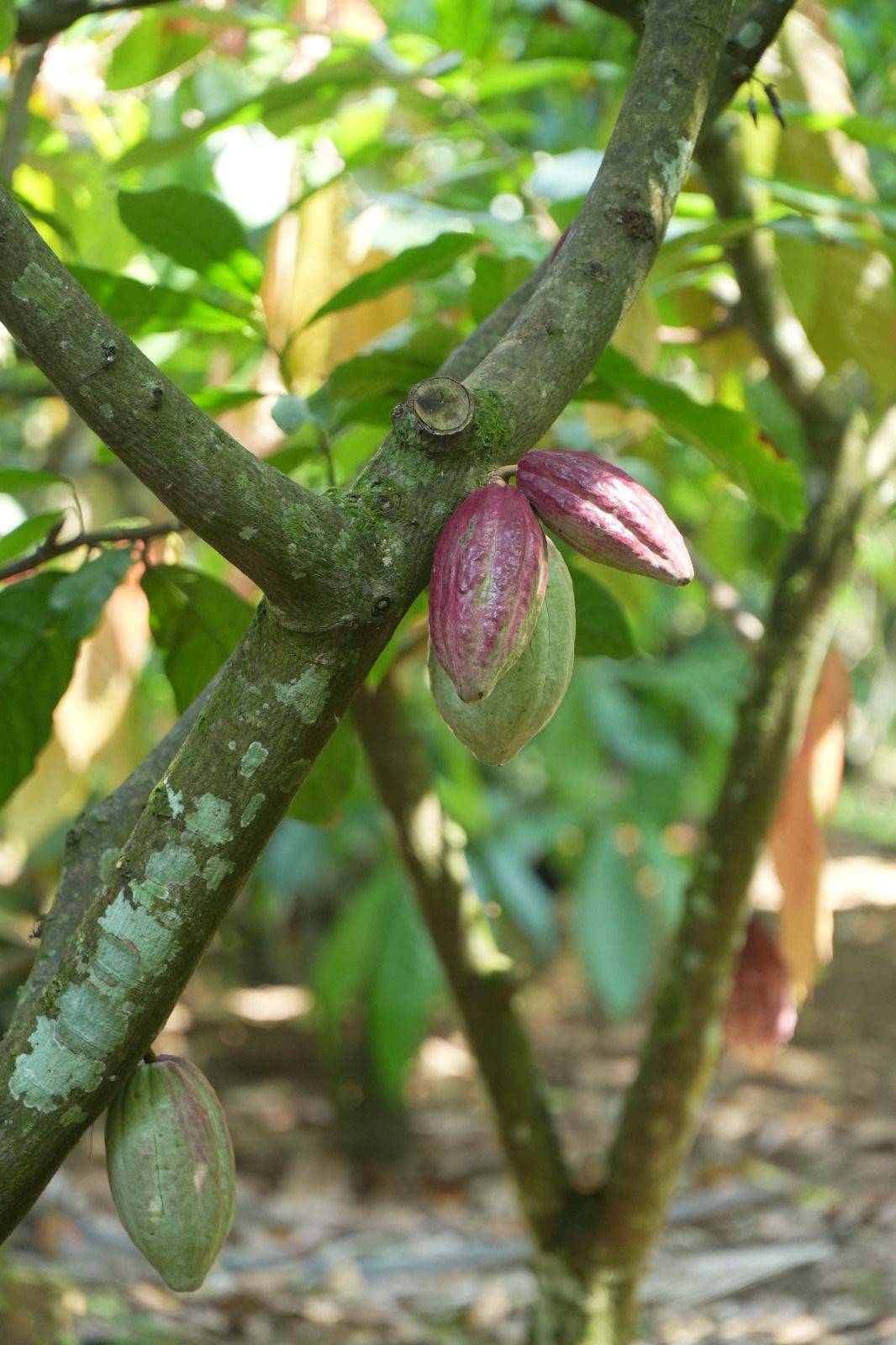 Nilai Ekspor Kakao Tembus US$ 2,65 Miliar, Hilirisasi Jadi Kunci