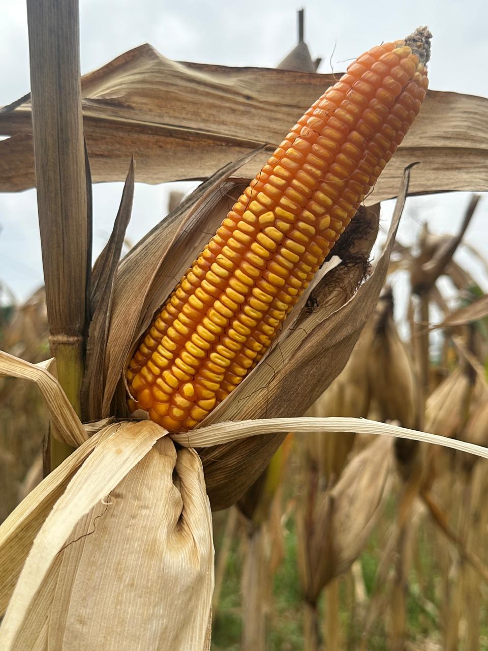 Kementan Dorong Penyediaan Jagung Pangan untuk Industri