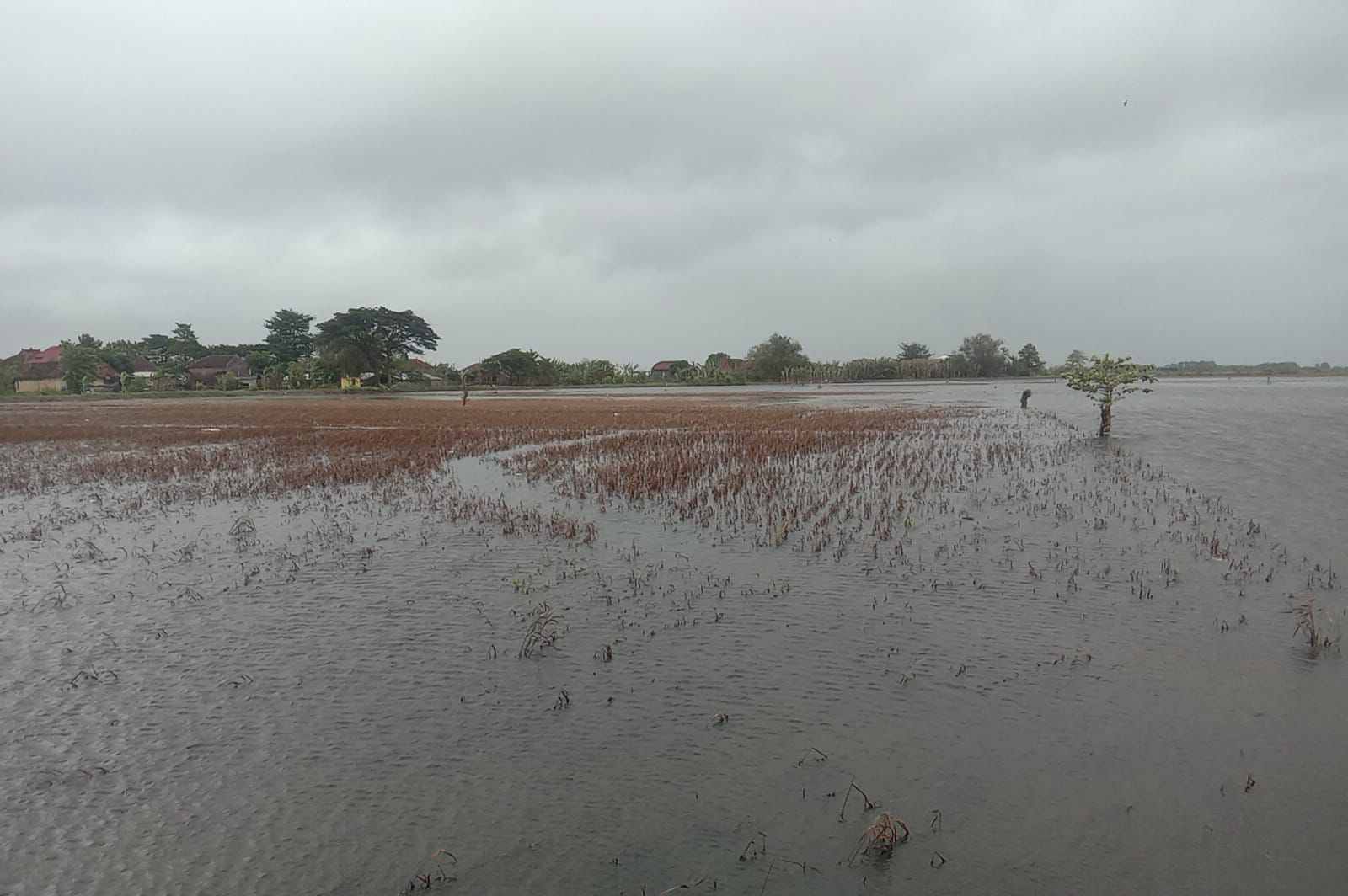 Pemerintah Perkuat Perlindungan Petani Terdampak Banjir di Jawa Tengah Melalui AUTP