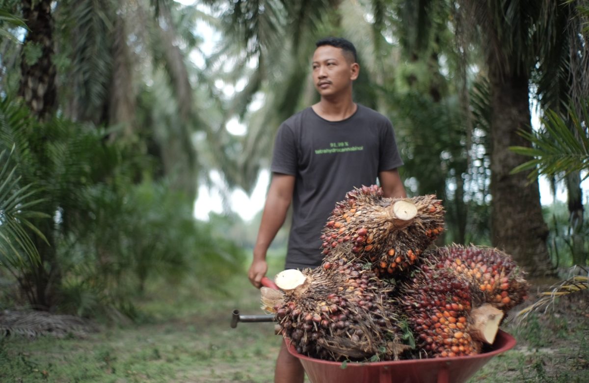 Genjot Hilirisasi, Sawit Jadi ‘Miracle Crop’ Andalan RI di Pasar Global