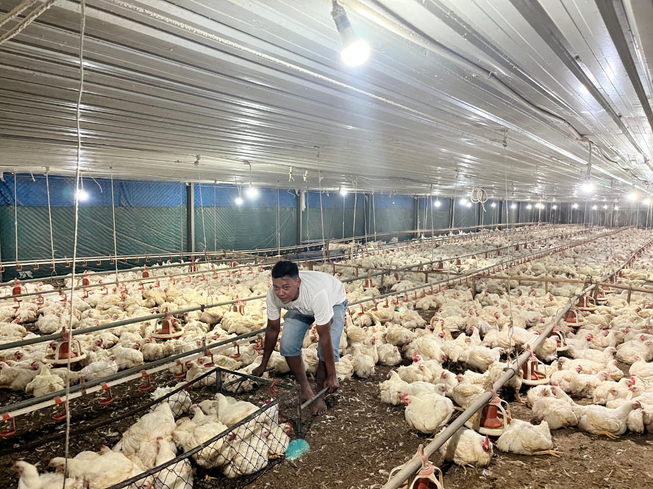 Kementan Tegaskan Komitmen Lindungi Peternak Nasional di Tengah Dinamika Perdagangan Global