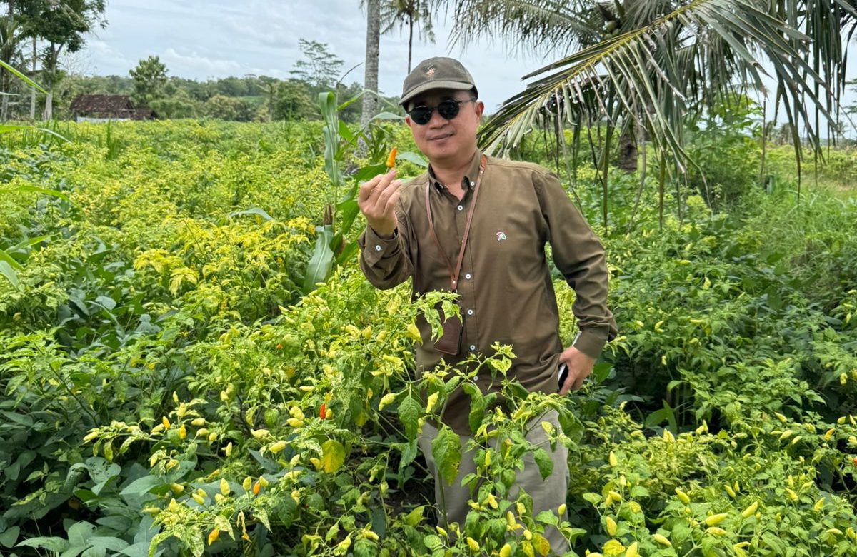 Kementan Pastikan Pasokan Cabai Aman Selama Ramadan dan Jelang Idulfitri, Blitar dan Kediri Surplus