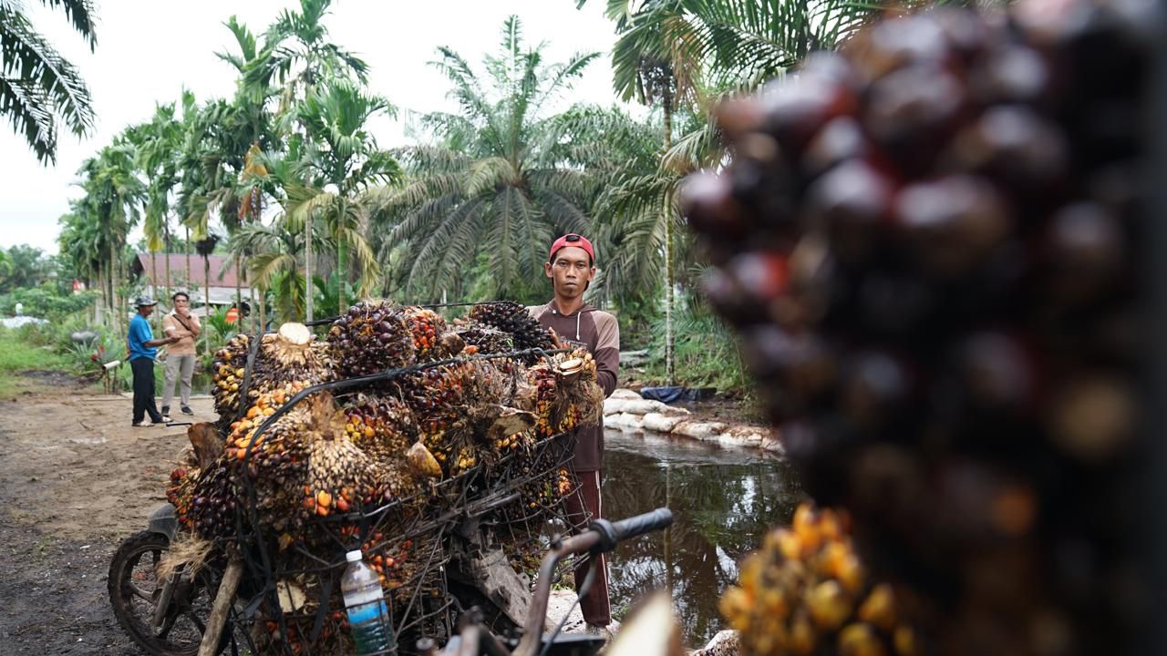 Kementan Perkuat ISPO, Arahkan Industri Sawit ke Industrialisasi Berkelanjutan