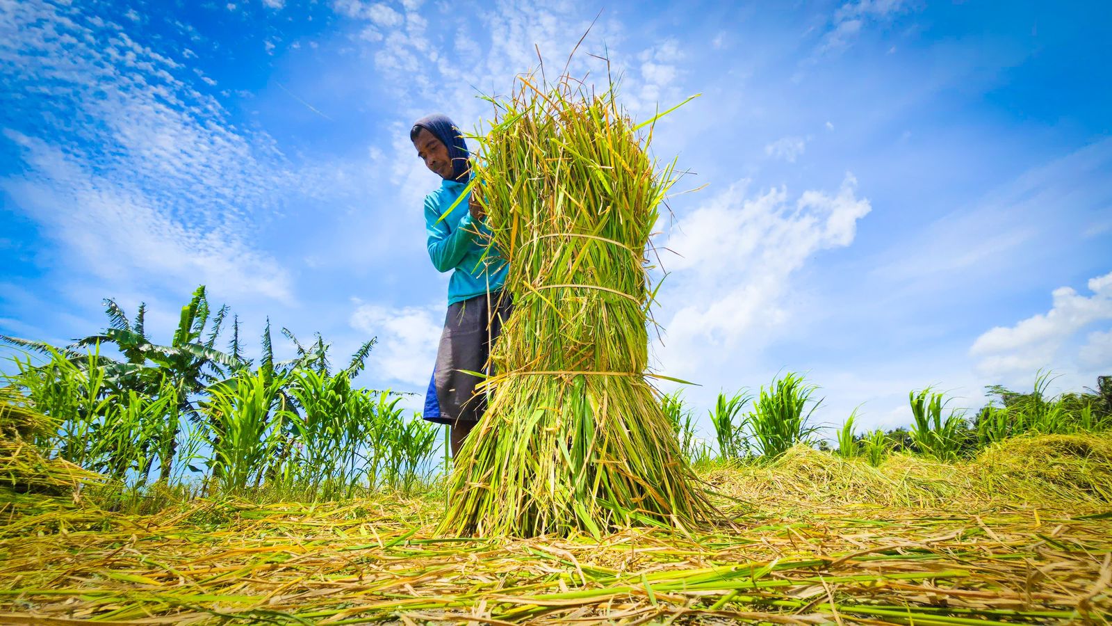 Swasembada Nyata hingga Nagari, Panen Melimpah Terasa di Sumatera Barat