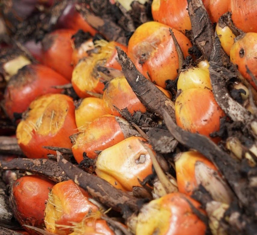 Ekspor CPO Menguat, Indonesia Kian Kokoh sebagai Raja Sawit Dunia