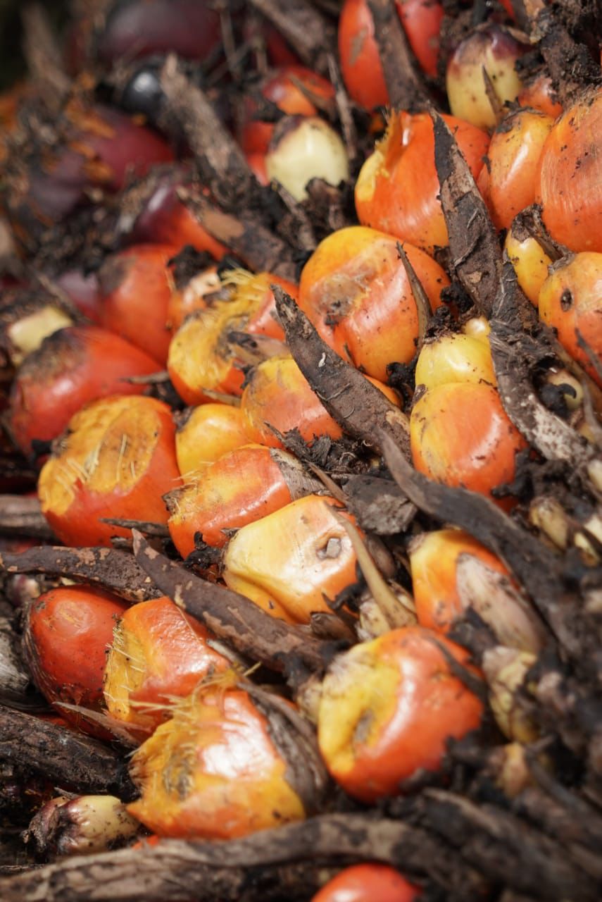 Ekspor CPO Menguat, Indonesia Kian Kokoh sebagai Raja Sawit Dunia