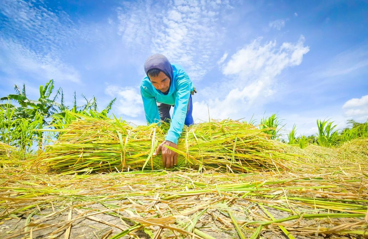 Ekspor Pertanian Melonjak, Impor Turun, Didukung Kinerja Sektor yang Kian Solid dan Menyeluruh