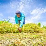 Ekspor Pertanian Melonjak, Impor Turun, Didukung Kinerja Sektor yang Kian Solid dan Menyeluruh