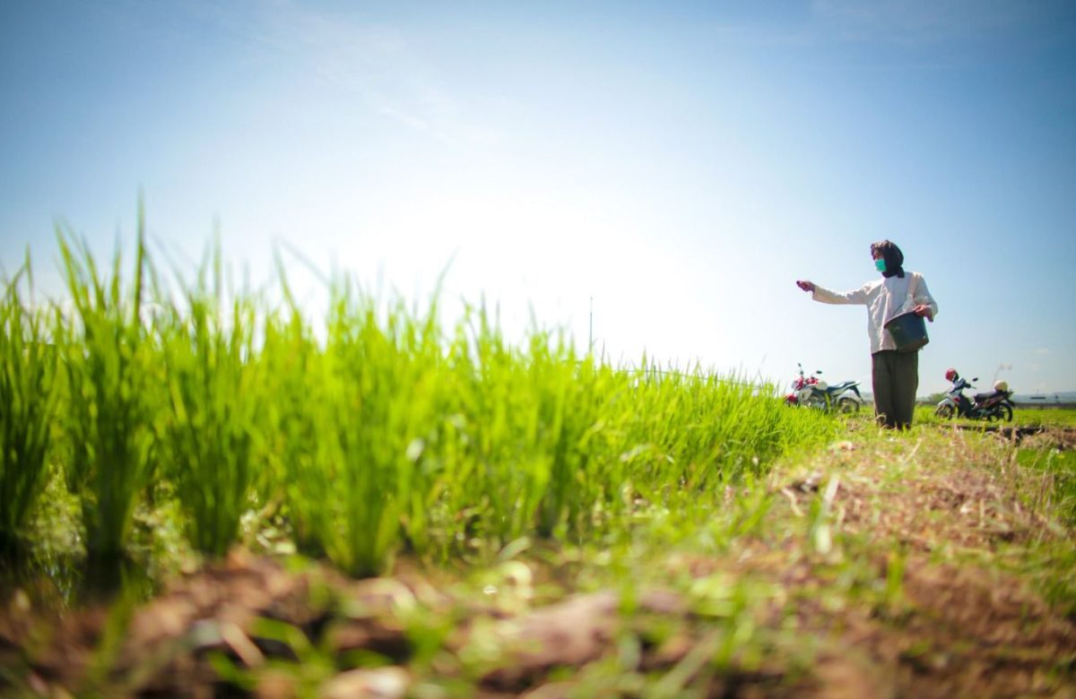 Kementerian Dukung Percepatan Klaim AUTP di Lamongan, Tegaskan Perlindungan Petani untuk Jaga Produksi