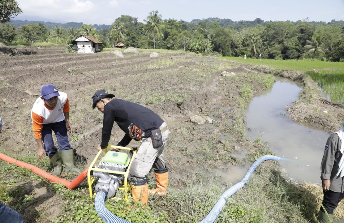 Pompanisasi dan Pupuk Terjaga, Petani Tetap Produksi di Tengah Kemarau