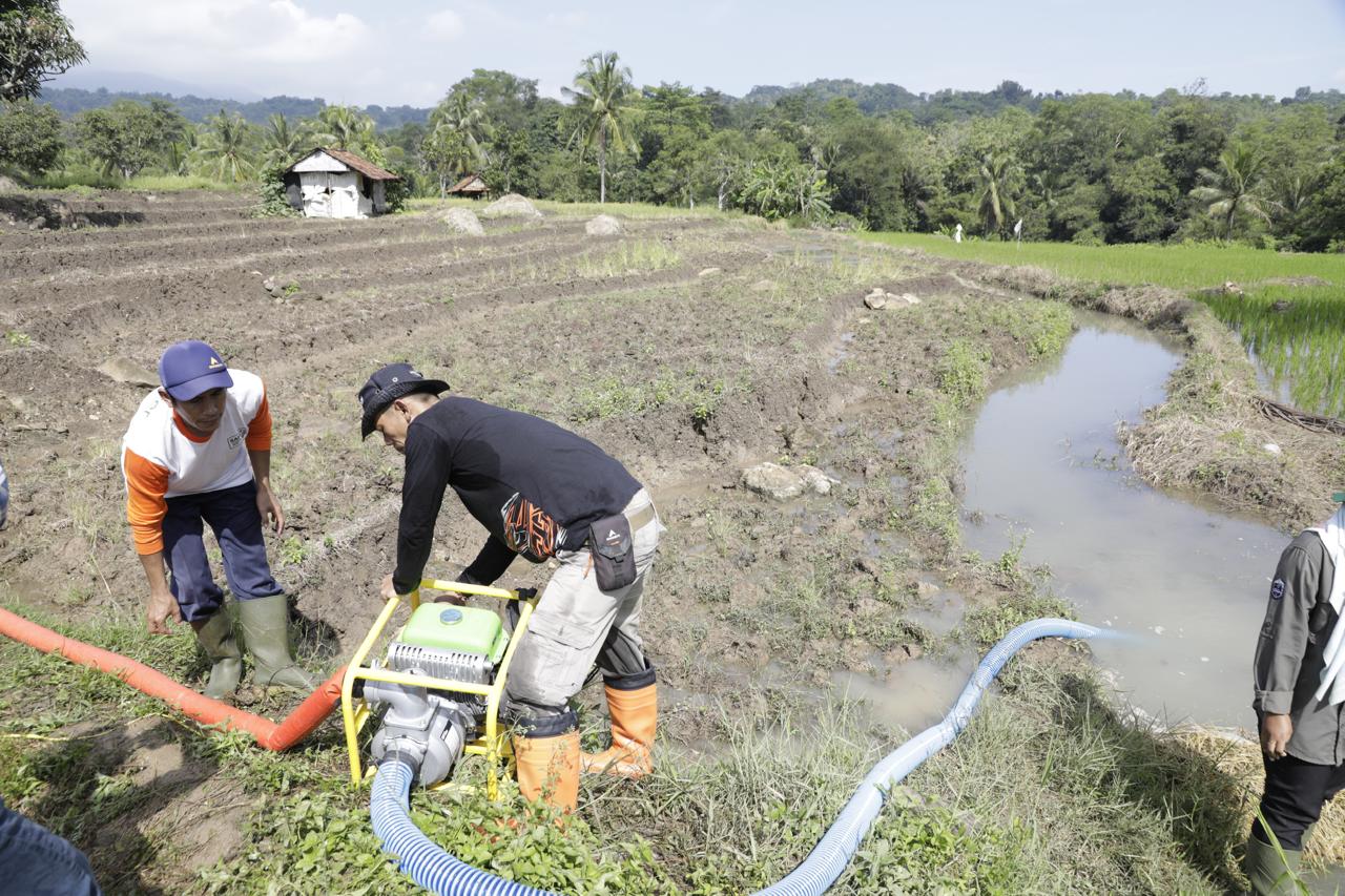 Pompanisasi dan Pupuk Terjaga, Petani Tetap Produksi di Tengah Kemarau