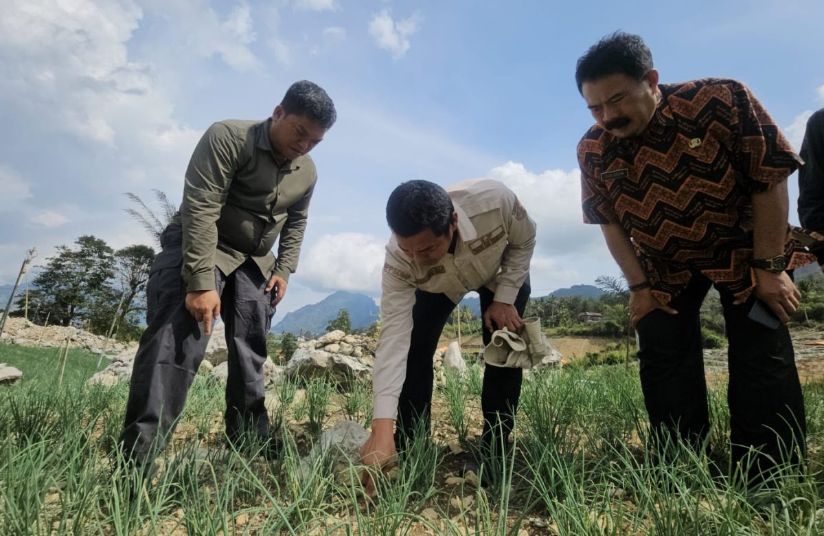 Hadapi El Nino, Kementan Percepat Transformasi Pertanian Lahan Kering di Enrekang melalui Program HDDAP