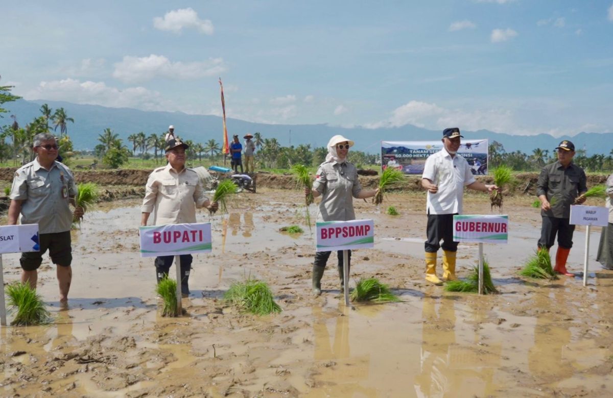 Pacu Produksi Nasional, Kementan Tanam Padi Serempak di 25 Provinsi