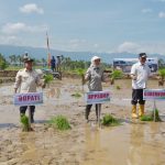 Pacu Produksi Nasional, Kementan Tanam Padi Serempak di 25 Provinsi